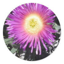 Ice Plant Close Up Sticker