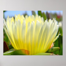 ice plant flower 3 poster