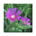 Ice Plant magnets