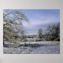 Ice Storm Glazes A Forest posters
