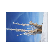 Ice Tree Canvas Prints