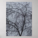 Ice Tree posters