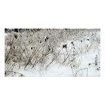 Ice Weeds photo cards