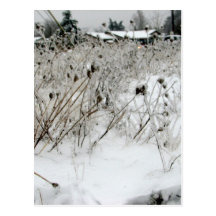 Ice Weeds Post Card