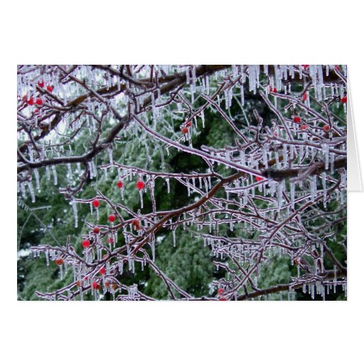 Iced Crabapple Cards