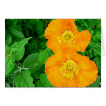 Iceland Poppies Cards