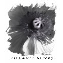 Iceland Poppy Black and White Top t-shirts