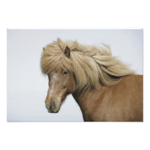 Iceland. Portrait of an Icelandic horse. Art Photo