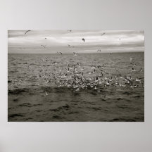 Icelandic flock of birds poster