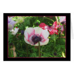 Icelandic Poppy Greeting Cards
