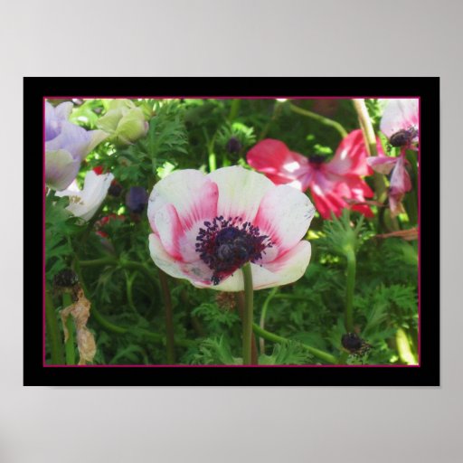 Icelandic  poppy poster