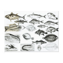 Ichthyology Osseous Fishes Gallery Wrapped Canvas