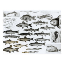 Ichthyology, Osseous Fishes, Marisipobranchs Post Card