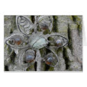 Icy Flower cards