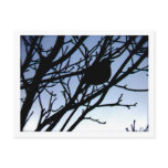 Icy Robin Post Cards