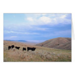 Idaho Black Angus Cattle Card