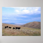 Idaho Black Angus Cattle posters