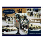 Iditarod  Postcard