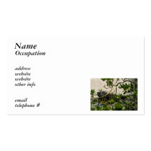 Iguana Business Cards