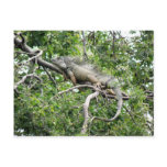 Iguana en Monagas postcards