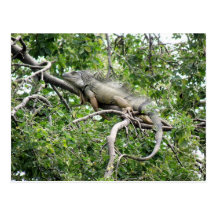 Iguana en Monagas Postcard
