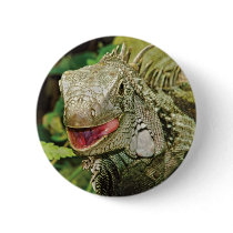 Iguana green