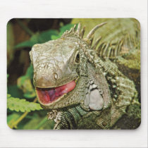 Iguana green