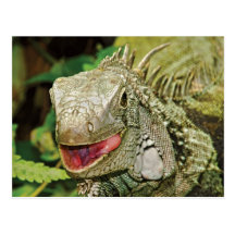 Iguana green post card