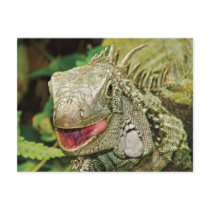 Iguana green