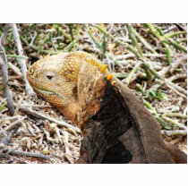 Iguana, Isla Seymour, Galapagos Is. Cut Outs