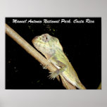 Iguana, Manuel Antonio National, Costa Rica Print