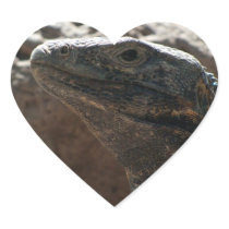 Iguana Portrait
