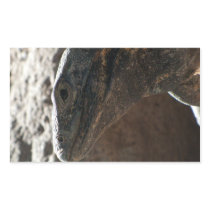 Iguana Portrait
