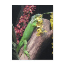 Iguana Postcard