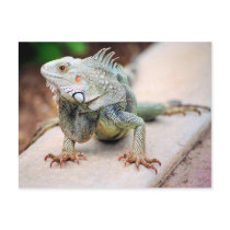 Iguana