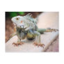 Iguana