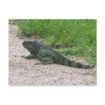 Iguana Postcard