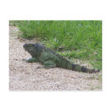 Iguana postcards