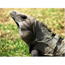 Iguana, Tulum, Mexico Acrylic Cut Out