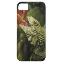 Iguana Western Cape Province, South Africa iPhone 5 Cover