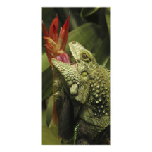 Iguana Western Cape Province, South Africa Photo Cards
