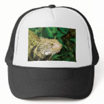 Iguanas hats