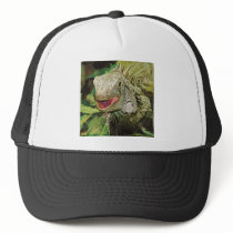 Iguanas