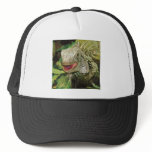 Iguanas hats