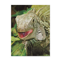 Iguanas