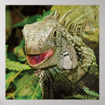 Iguanas prints, wall hangings, posters HUGE size