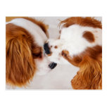 I'll Kiss It and Make It Better Post Card