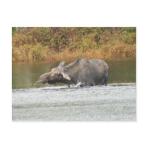 "I'll stick my neck out for you" Post Card