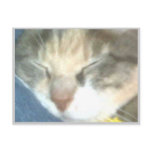 illegitimate cat of gilfred godfrey postcards