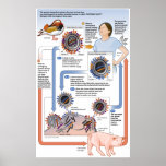 Illustration of antigenic shift (influenza) poster